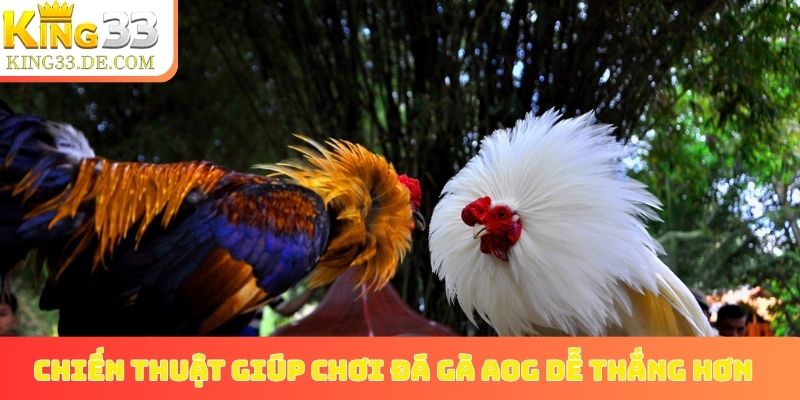 Chiến thuật giúp chơi đá gà AOG dễ thắng hơn