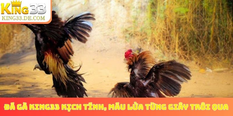 Đá gà King33 kịch tính, máu lửa từng giây trôi qua