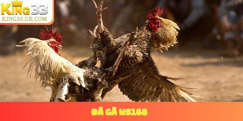 đá gà WS168