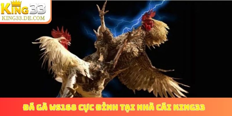 Đá gà WS168 cực đỉnh tại nhà cái King33