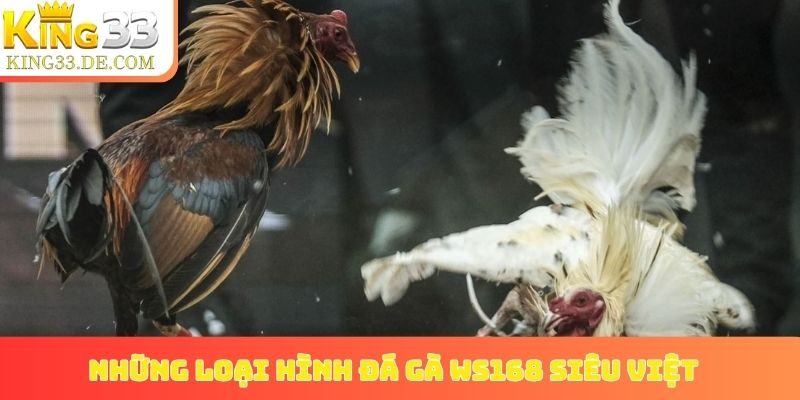 Những loại hình đá gà WS168 siêu việt