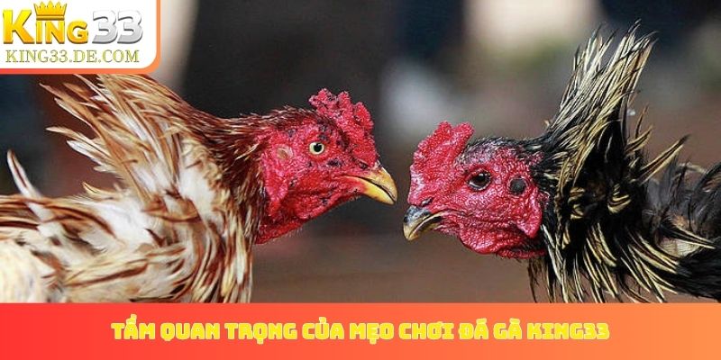 Tầm quan trọng của mẹo chơi đá gà King33 trong soi kèo