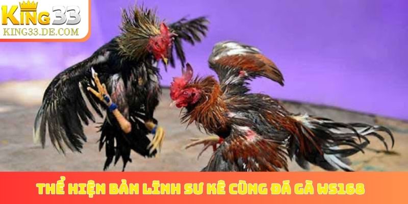 Thể hiện bản lĩnh sư kê cùng đá gà WS168