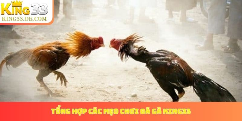Tổng hợp các mẹo chơi đá gà King33 giúp tăng tỷ lệ thêm 20%